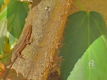 HDR lizard who seem be head up on large trunk root details 摄影 标题为“HDR lizard who seem…” 由Cédric Hajiji, 原创艺术品, 数码摄影