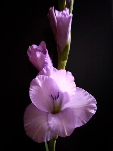 摄影 标题为“soft purple gladiol…” 由Art-Teodora, 原创艺术品, 数码摄影