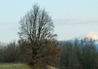Un arbre et au loin la montagne Photographie intitulée "Un arbre et au loin…" par Camille R., Œuvre d'art originale, Photographie non manipulée