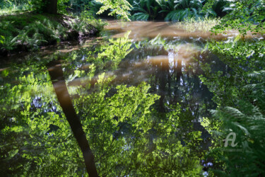 Photography titled "Reflection of leave…" by Adriana Mueller, Original Artwork, Digital Photography