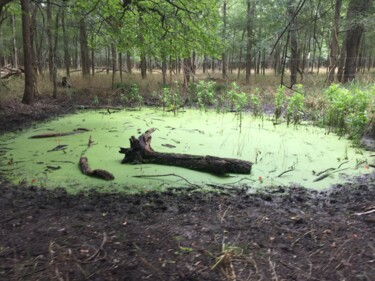 Photography titled "Green pond" by Jim Williams, Original Artwork, Digital Photography