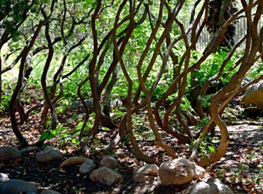 Photography titled "Arboles" by Elizabeth Garces, Original Artwork, Digital Photography