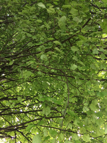摄影 标题为“Ciel d'arbre” 由Camille R., 原创艺术品, 非操纵摄影