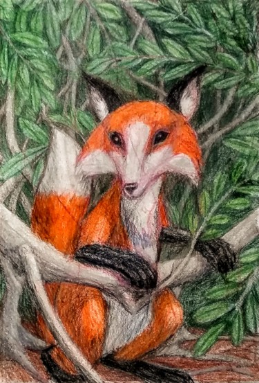 图画 标题为“The Fox” 由Edwin Loftus, 原创艺术品, 铅笔 安装在其他刚性面板上