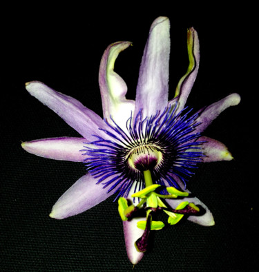 Photographie intitulée "Princesse estivale" par Yog-Sothoth, Œuvre d'art originale, Photographie numérique