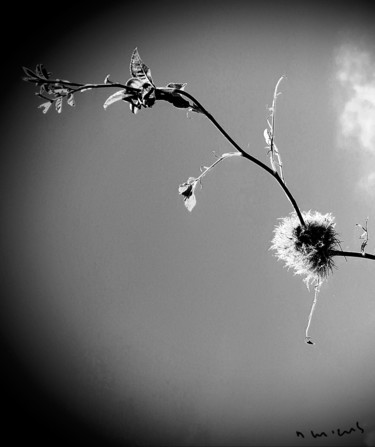 제목이 "En noir et blanc"인 사진 Nathalie Miens로, 원작, 조작된 사진