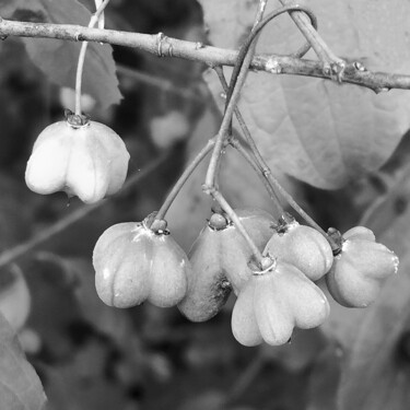 제목이 "Petits fruits"인 사진 Camille R.로, 원작, 조작되지 않은 사진