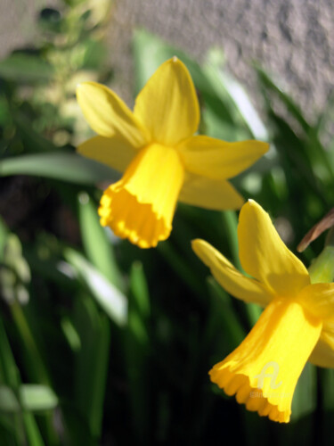 Feeling and narciss yellow petals 제목이 "Feeling and narciss…"인 사진 Cédric Hajiji로, 원작, 디지털