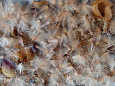 Photography titled "Pollens" by Clotilde Lienhardt (CLO), Original Artwork, Digital Photography