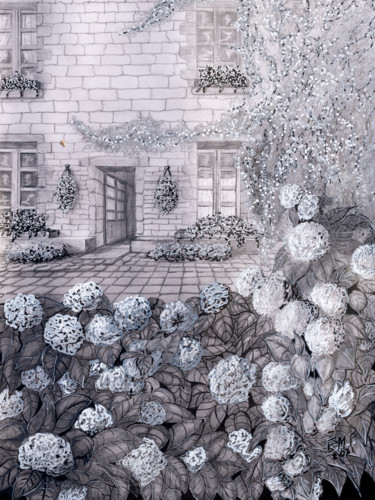 Hortensias à Locronan