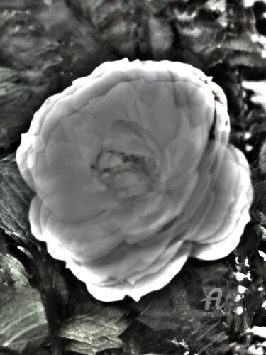 Photography titled "Prefab sprout #6" by Hélène Tourbine, Original Artwork, Manipulated Photography