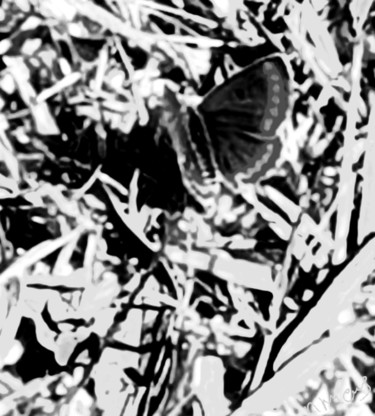 제목이 "Papillon noir et bl…"인 사진 Nathalie Miens로, 원작, 조작된 사진