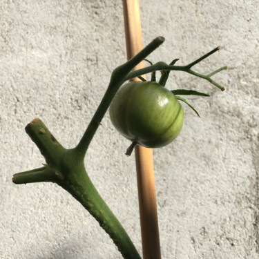 Photographie intitulée "La tomate verte" par Camille R., Œuvre d'art originale, Photographie non manipulée