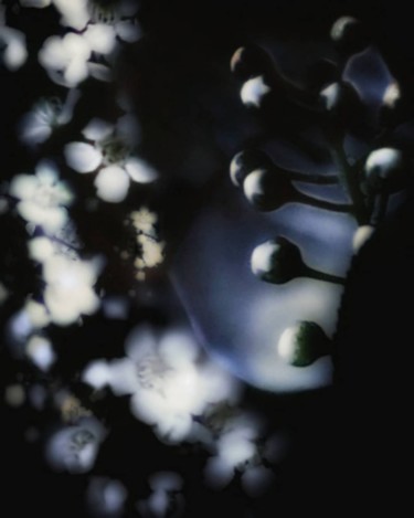 Floral Deep Photography titled "Floral Deep" by Mrn, Original Artwork, Manipulated Photography