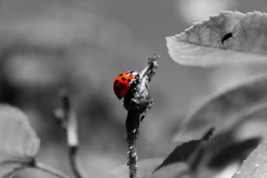 摄影 标题为“Coccinelle à la cha…” 由Corentin Thauvin, 原创艺术品, 数码摄影