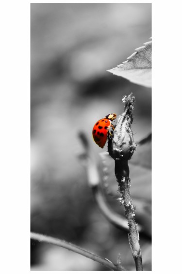摄影 标题为“Coccinelle à la cha…” 由Corentin Thauvin, 原创艺术品, 数码摄影