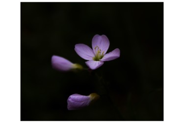 Photography titled "Cardamine des prés" by Corentin Thauvin, Original Artwork, Digital Photography