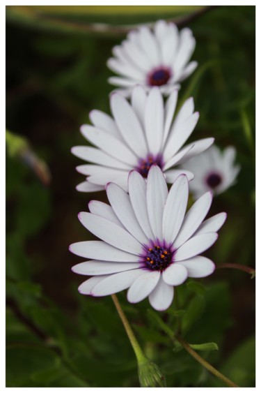 Photography titled "Blanche fleur" by Corentin Thauvin, Original Artwork, Digital Photography