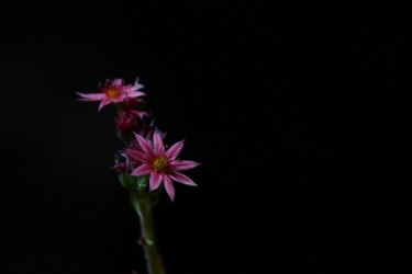 Photography titled "Éclat de fleur" by Corentin Thauvin, Original Artwork, Digital Photography