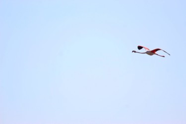 Photography titled "Flamant volant 1/8" by Corentin Thauvin, Original Artwork, Digital Photography