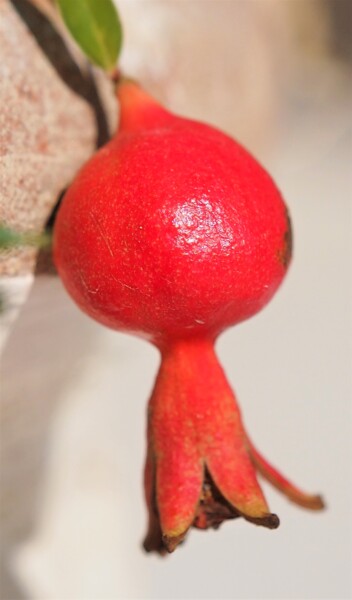 Photography titled "TINY POMEGRANATE" by Abdelmouhaimen Taoujouti (Art et peinture Tunisia), Original Artwork, Non Manipulat…
