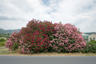 bougainvillea sulla strada aurelia Fotografie mit dem Titel "bougainvillea sulla…" von Roberto Ferrero, Original-Kunstwerk, Digitale Fotografie