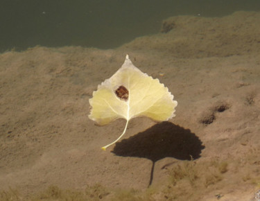 YELLOW IN NATURE- "River Leaf", Medium Canvas Photography titled "YELLOW IN NATURE- "…" by Curtis H. Jones, Original Artwork, Digital Photography Mounted on Wood Stretche…