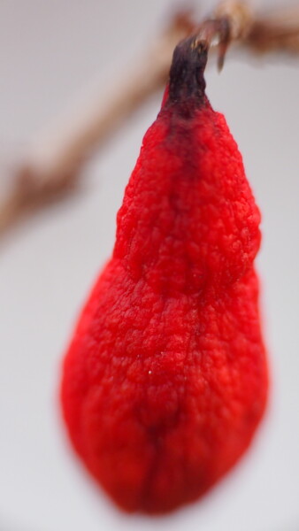 Photography titled "NATURAL RED" by Abdelmouhaimen Taoujouti (Art et peinture Tunisia), Original Artwork, Non Manipulated Ph…