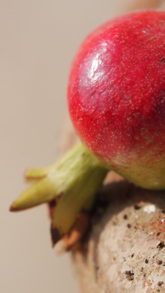 Photography titled "POMEGRANATE" by Abdelmouhaimen Taoujouti (Art et peinture Tunisia), Original Artwork, Non Manipulated Ph…