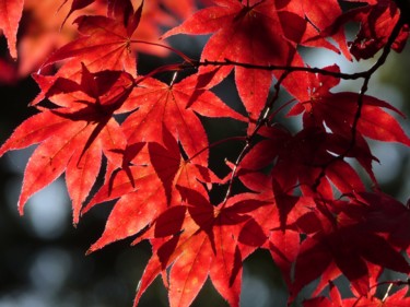 Fotografie getiteld "autumleafs" door Hubertine Langemeijer, Origineel Kunstwerk, Niet gemanipuleerde fotografie