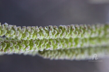 Photographie intitulée "Boutons d'hiver" par Erealpha, Œuvre d'art originale, Photographie numérique