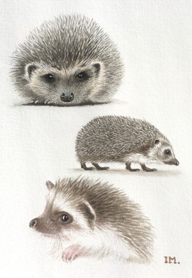 Peinture intitulée "Hėrissons" par Isabelle Molinard, Œuvre d'art originale, Aquarelle