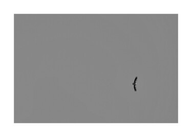 Photography titled "Seigneur du ciel 1/8" by Corentin Thauvin, Original Artwork, Digital Photography