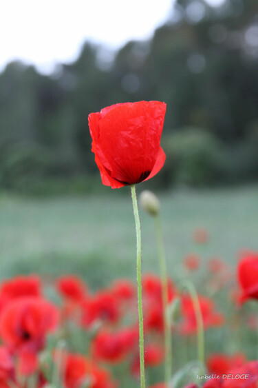 Photographie intitulée "COQUELICOT 2" par Isabelle Deloge, Œuvre d'art originale, Photographie numérique
