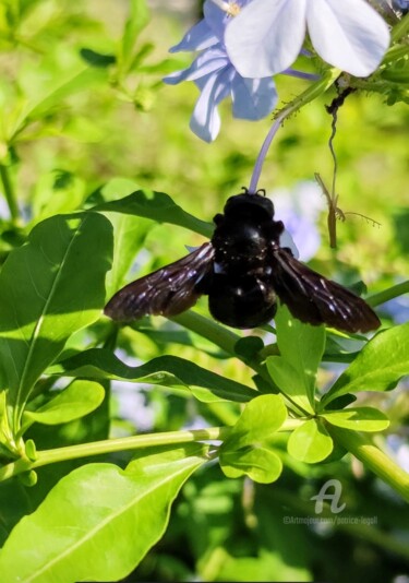 Photographie intitulée "L'Abeille Charpenti…" par Patrice Le Gall, Œuvre d'art originale, Photographie non manipulée