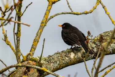 TURDUS MERULA 002 - Merle noir Photographie intitulée "TURDUS MERULA 002 -…" par Naep, Œuvre d'art originale, Photographie numérique
