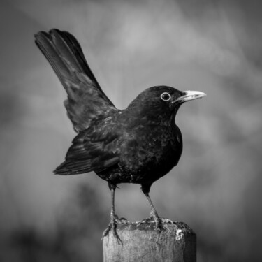 TURDUS MERULA 001 - Merle noir Photographie intitulée "TURDUS MERULA 001 -…" par Naep, Œuvre d'art originale, Photographie numérique