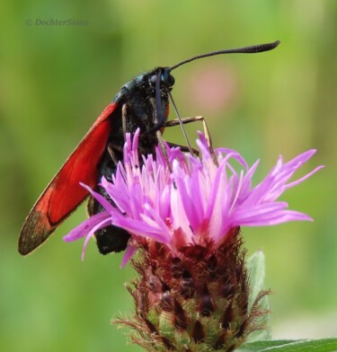 摄影 标题为“Six-spot Burnet” 由Mies De Graaf, 原创艺术品, 非操纵摄影