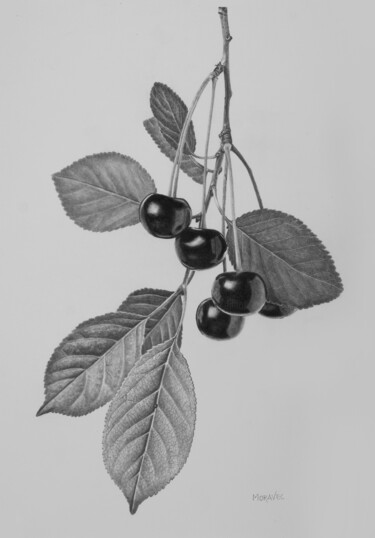 Drawing titled "Cherry Twig" by Dietrich Moravec, Original Artwork, Pencil