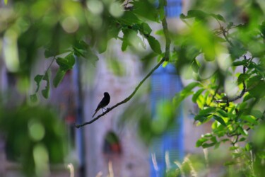 L’oiseau de printemps 1/8 Photographie intitulée "L’oiseau de printem…" par Corentin Thauvin, Œuvre d'art originale, Photographie numérique