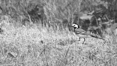 A motocilla alba yarelli - female in advanced black and W. 摄影 标题为“A motocilla alba ya…” 由Cédric Hajiji, 原创艺术品, 数码摄影