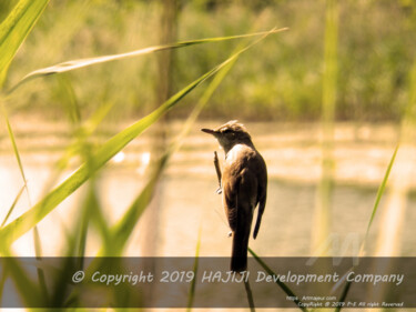 One european GREAT Reed Rambler near blades of plant Photography titled "One european GREAT…" by Cédric Hajiji, Original Artwork, Digital Photography