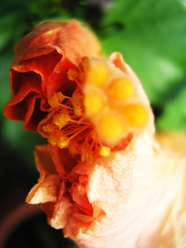 Fotografia intitolato "Hibiscus bocciolo_01" da Silvia Abbiezzi, Opera d'arte originale, Fotografia digitale