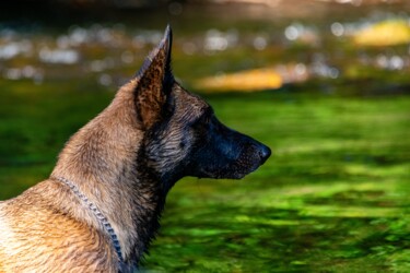 CANIS LUPUS 002 - Berger belge Malinois Photography titled "CANIS LUPUS 002 - B…" by Naep, Original Artwork, Digital Photography