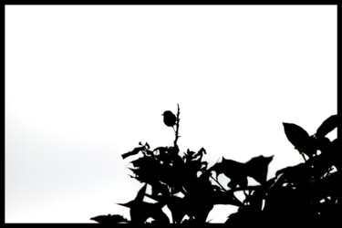 Photography titled "Caché dans la lumiè…" by Corentin Thauvin, Original Artwork, Digital Photography