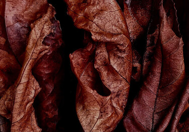 Φωτογραφία με τίτλο "The Scream of Nature" από Martin Vallis, Αυθεντικά έργα τέχνης, Ψηφιακή φωτογραφία
