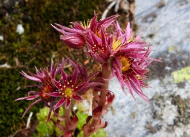 Jolies fleurs de montagne Photographie intitulée "Jolies fleurs de mo…" par Jean-Michel Liewig, Œuvre d'art originale, Photographie non manipulée