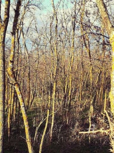 Photography titled "Esprit forêt 2" by Fabienne Soubrenie, Original Artwork, Digital Photography