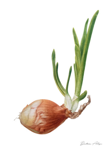 Onion (2020) • botanical watercolor • A4 • art for kitchen Malerei mit dem Titel "Onion (2020) • bota…" von Alisa Diakova, Original-Kunstwerk, Aquarell