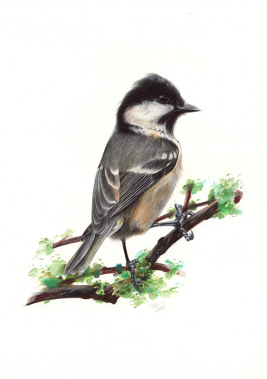 Coal Tit - Little Bird Portrait (Realistic Ballpoint Pen Dra 图画 标题为“Coal Tit - Little B…” 由Daria Maier, 原创艺术品, 圆珠笔